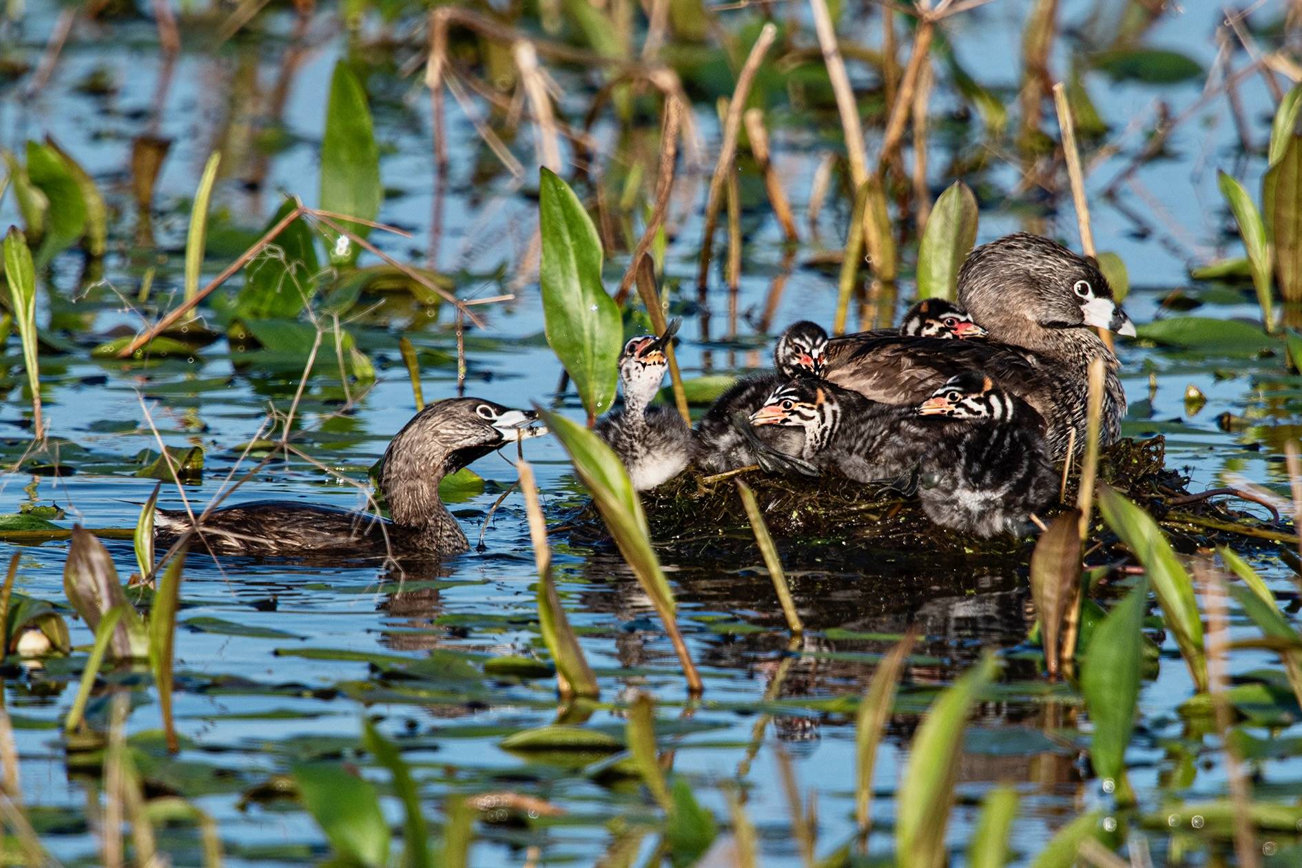 Courtesy of Rich Armstrong Photography